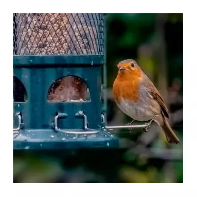 How to Attract Robins to Your Garden All Year with One Simple Plant