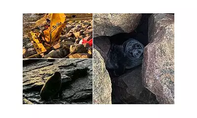 JCB Rescues Trapped Seal Pup in Orkney Rocks After Dramatic Ferry Terminal Ordeal