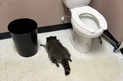 Raccoon's Boozy Rampage in Virginia Liquor Store Ends in Bathroom Pass-Out