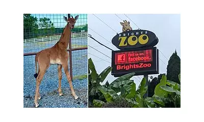 Spotless Giraffe Kipekee's Sudden Death Sparks Investigation at Tennessee Zoo