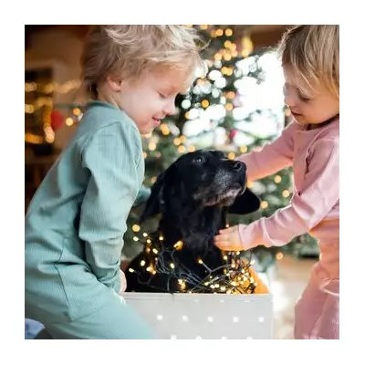 UK Dog Owners Face £1,000 Vet Bills Over Christmas Dinner Dangers