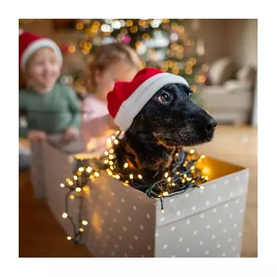 Vet Nurse Warns: 8 Christmas Dinner Foods That Can Poison Your Dog