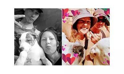 Whyalla Pit Bull-Mastiff Euthanised After Fatal Mauling of Owner, 39