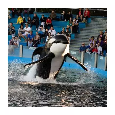 World's 'Loneliest' Killer Whale Kshamenk Dies After 33 Years in Captivity