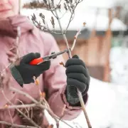 3 Key Plants to Prune in December for a Healthier Spring Garden