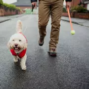 7 Dog Breeds That Need Extra Care in UK Winter Weather