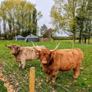 Award-Winning Yorkshire Farm Offers Cow Cuddling & Glamping