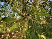 Beyond Christmas Kisses: Mistletoe's Vital Role in UK Ecosystems Revealed
