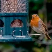 Birds Will Flock to Your Garden in December With One Simple Item