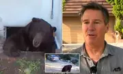 California Homeowner Discovers 'Contortionist' Bear Living Under His House
