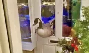 Canada Goose Smashes Through Front Door in Countesthorpe, Leaving Woman Terrified