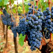 Cancer-Linked Pesticides Found in 17 UK Fruits & Veg, Grapes Worst