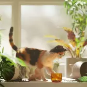 Cat expert reveals why pets knock things over and how to stop it