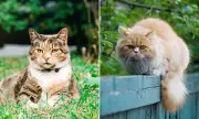 Cat Poo Dispute Reaches High Court: Father Seeks Legal Ban Over Garden Fouling