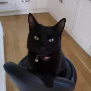 Cat Reunited with Owners After 5 Years in 'Christmas Miracle'