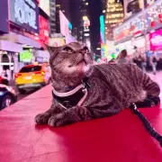 Cat survives 100-mile trip clinging to family van roof in US road trip shock