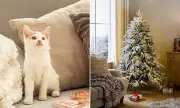 Cats Protection Warns: Christmas Traditions Can Stress Your Pets