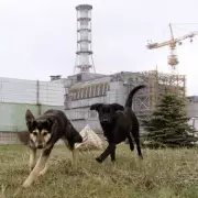 Chernobyl's Mutant Wildlife: Black Frogs and 'Evolving' Dogs Found 40 Years On