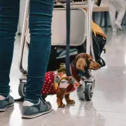 Christmas Travel Warning: Wrapped Gifts Could 'Cancel Christmas' at Security