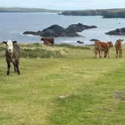 Cornwall Dog Walker Severed Artery in Cow Attack, Farmer Fined £12k