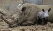Cotswolds Wildlife Park Welcomes Rare White Rhino Calf Mo in 2025