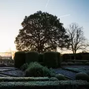 Daffodils Bloom in December: UK Gardeners Sound Climate Alarm