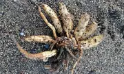 Deadly 'Dead Man's Fingers' Plant Washes Up on Cumbria Coast