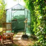 December Gardening: 3 Seeds You Must Plant Now for a Bumper 2026 Harvest