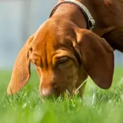 Dog Expert: 20-Minute 'Sniffari' Matches Hour-Long Walk for Canines