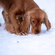 Dog Expert's Winter Warning: 14,000 UK Searches for Pet-Safe Gardens