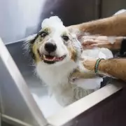 Dog Smells Like Fish? Expert Reveals Hidden Health Causes