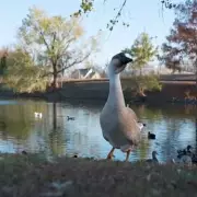 Elderly Woman Breaks Pelvis in Vicious Goose Attack at Texas Park