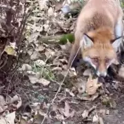 England to Ban Cruel Snare Traps in Landmark Animal Welfare Move