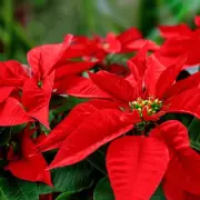 Expert's 3 Simple Tips to Keep Your Poinsettia Thriving Into the New Year