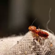 Expert's Guide to Avoiding Bed Bugs on Your Christmas Getaway