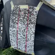 Firsby's Winter Fly Plague: Lancashire Village 'Hell' as Blood-Sucking Insects Bite