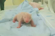 First Giant Panda Cub Born in Indonesia: Meet 'Rio' at Java Zoo