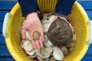 Firth of Forth Oysters Thrive with 88% Survival Rate in Restoration Project