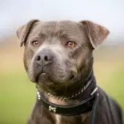 Foster Dog's Heartwarming Adoption Sparks Generous RSPCA Donation