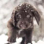 From Snowy Car Park to Loving Home: The Heartwarming Rescue of Dog Dumped at Walmart