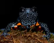 Galaxy Frogs Vanish in Kerala, Photographers Sound Alarm on Habitat Loss