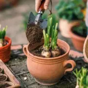 Gardening expert says it's not too late to plant spring bulbs in December