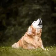 Golden Retriever Abandoned in Freezing Park with Cruel Note