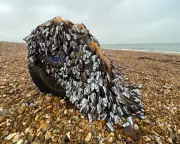 Goose Barnacles Stranded on Hayling Island: A Race Against Time