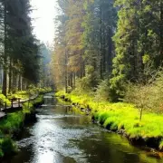 Hafren Forest's Stunning Boardwalk Mistaken for Canadian Wilderness