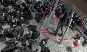 Harrods Turkey Farm Suspended After Secret Footage Shows Welfare Breaches