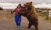 Hercules The Bear: The 65-Stone Grizzly Who Drank Tea and Stole Hearts