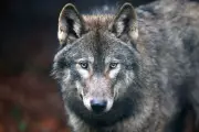Hollywood's 'Big Bad Wolf' Tropes Undermine UK Wolf Rewilding Efforts