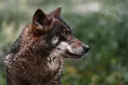 Hollywood's Horror Films Hinder UK Wolf Reintroduction, Experts Warn