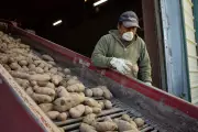 How Potatoes Can Aid Weight Loss: New Research Reveals Surprising Benefits